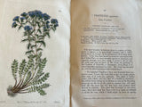 Edwards’s Botanical Register with colored etchings